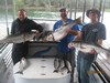 (08/13/2017) - Nice Striped Bass